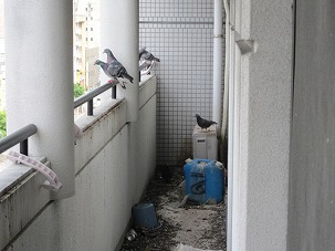 はと対策和歌山